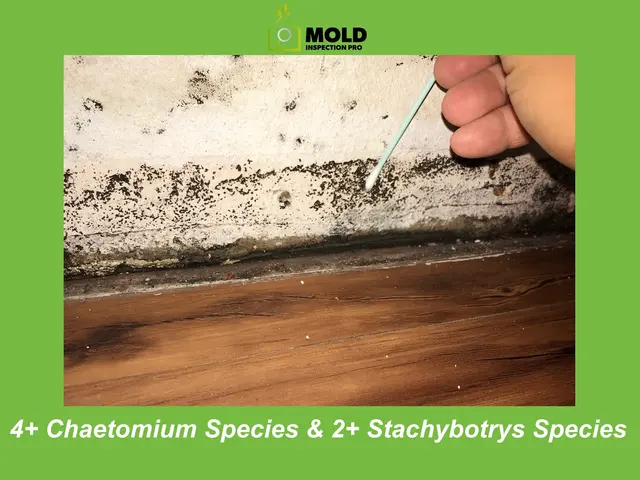 Mold Inspection Pro — photo from the business 11