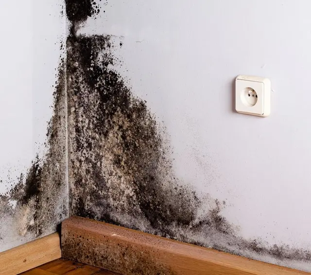 Mold Inspection Pro — photo from the business 9