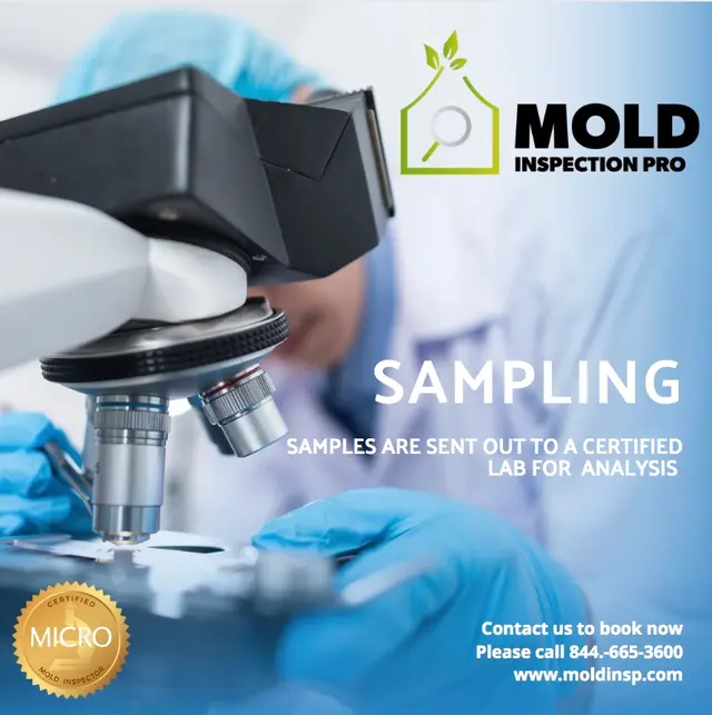 Mold Inspection Pro — photo from the business 1