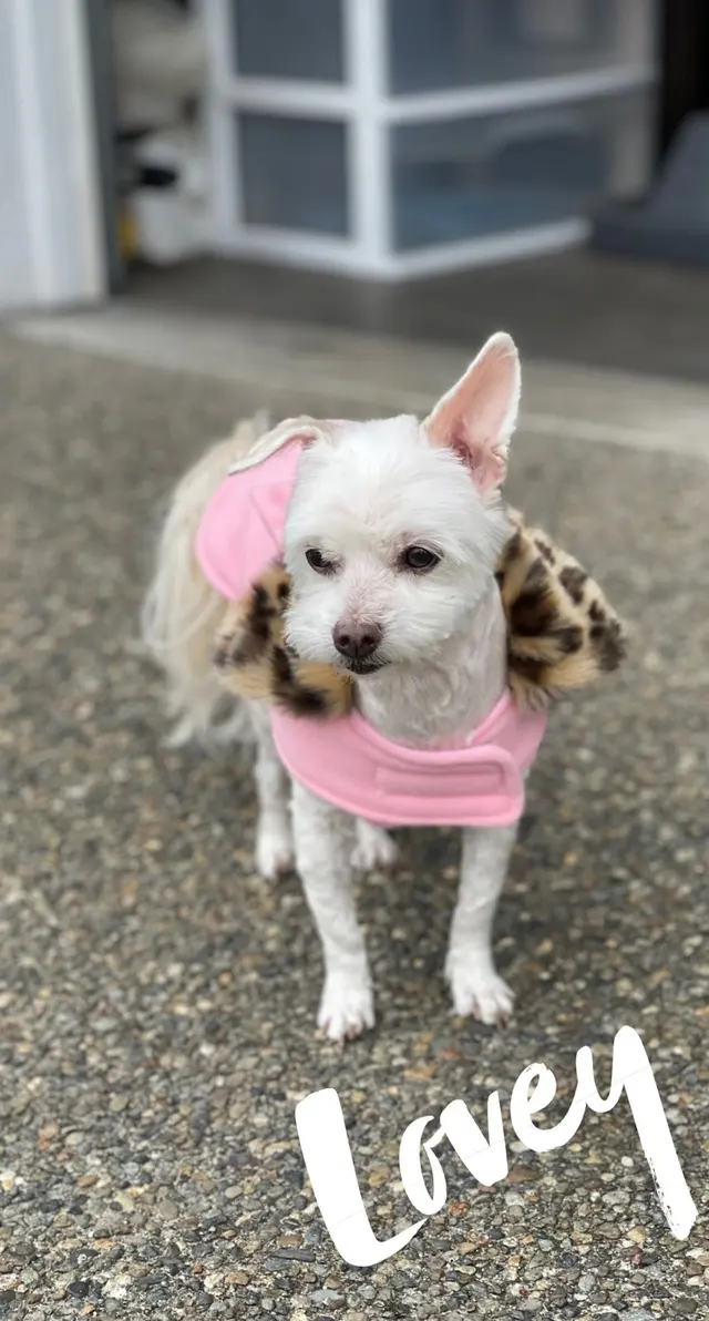Grooming Gals — customer photo 9