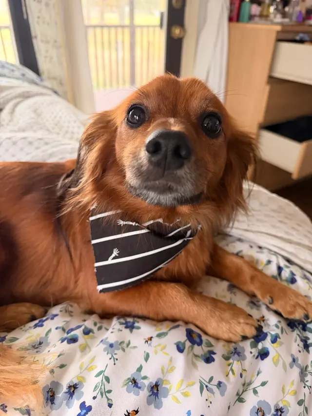 Grooming Gals — customer photo 11