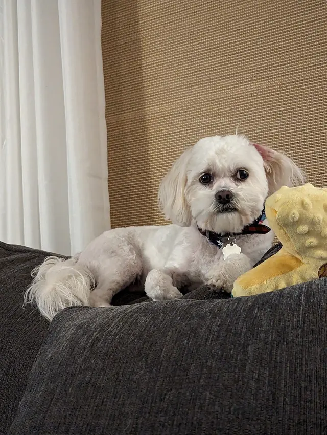 Grooming Gals — customer photo 1