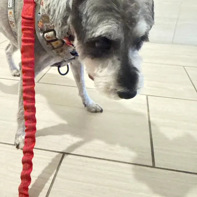 Grooming Gals — customer photo 3