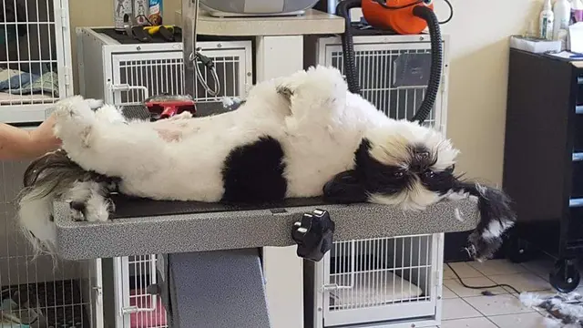 Grooming Gals — photo from the business 10