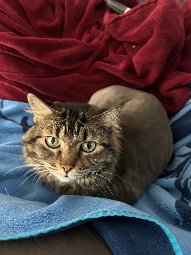 Grooming Gals — customer photo 4