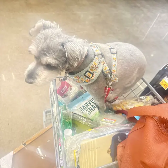 Customer photo of work by Grooming Gals, from Suzanne Lancaster's review