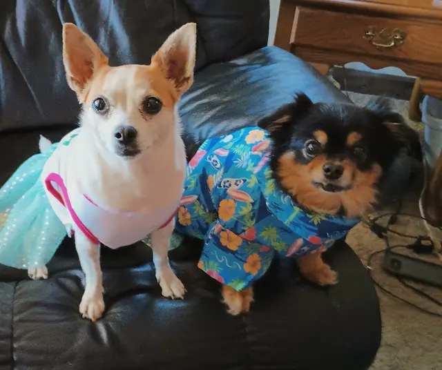 Grooming Gals — customer photo 12