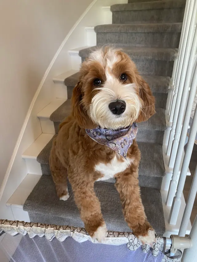 Grooming Gals — customer photo 5