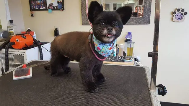 Grooming Gals — photo from the business 8