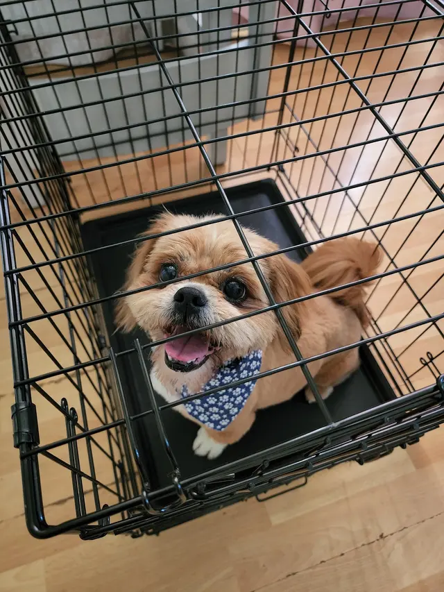 Grooming Gals — customer photo 6