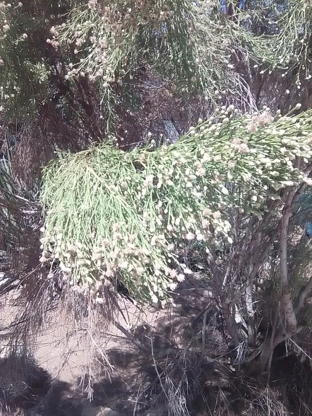 Customer photo of work by Living Coast Discovery Center, from Omar Villalobos's review