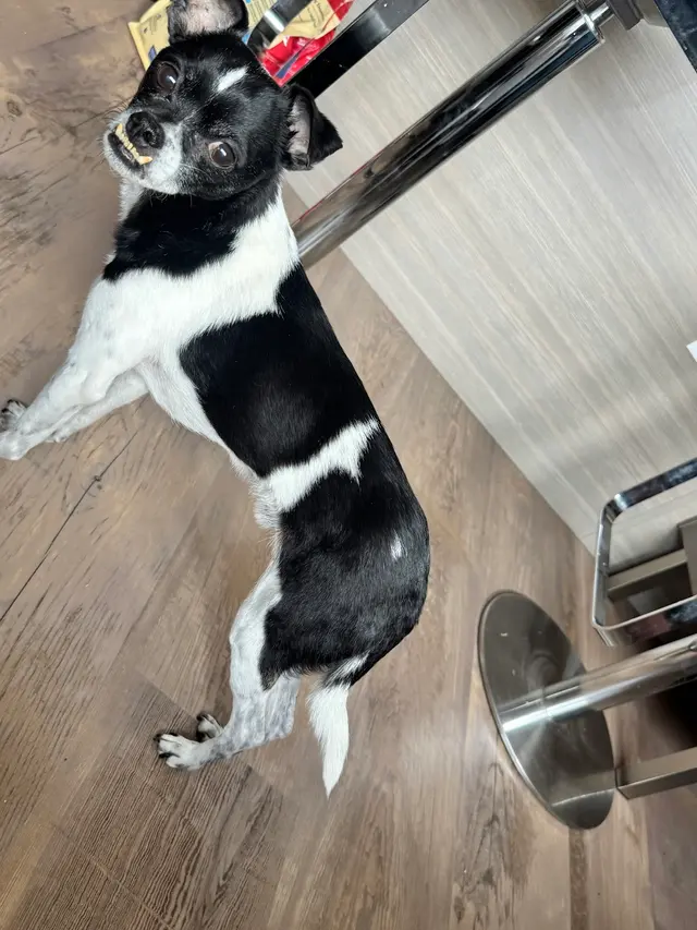 Chopper's Holistic Pet Food — customer photo 4