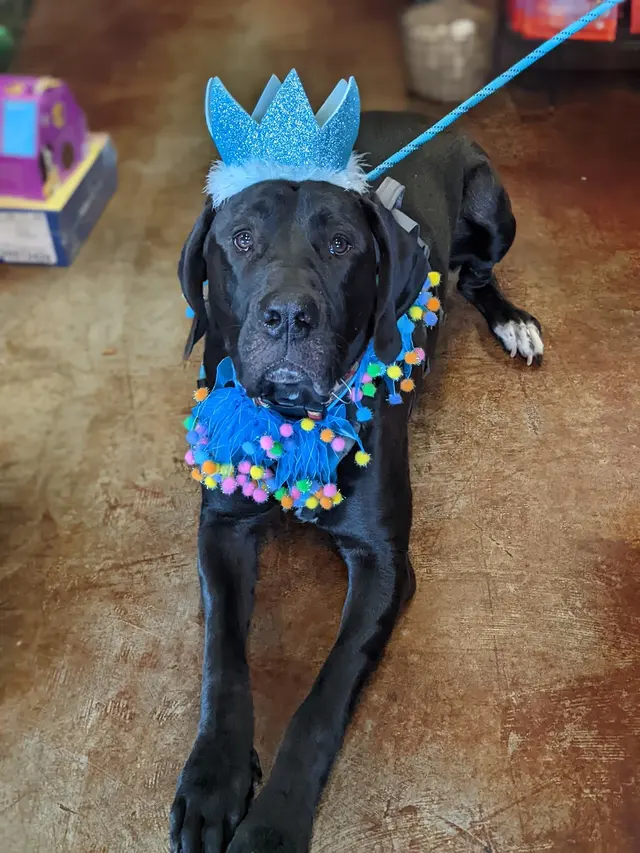 Chopper's Holistic Pet Food — customer photo 3