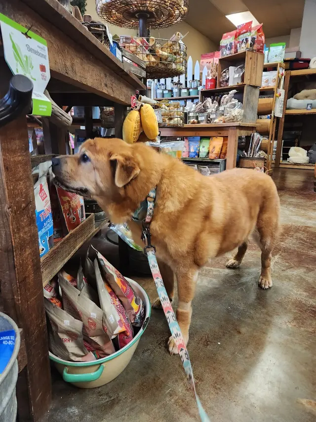 Chopper's Holistic Pet Food — customer photo 6