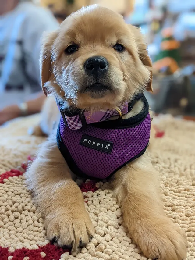 Chopper's Holistic Pet Food — customer photo 10