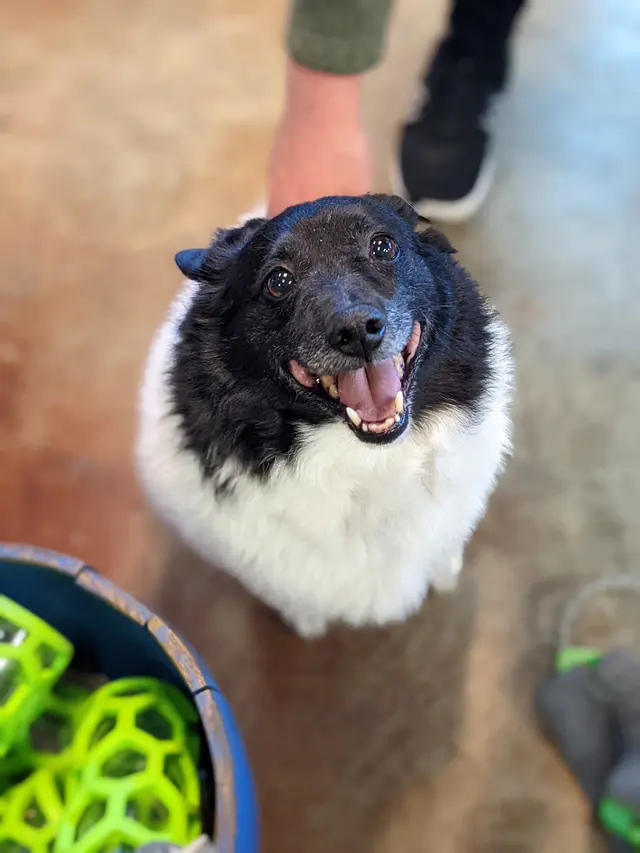 Chopper's Holistic Pet Food — customer photo 9