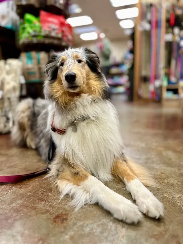 Chopper's Holistic Pet Food — photo from the business 11