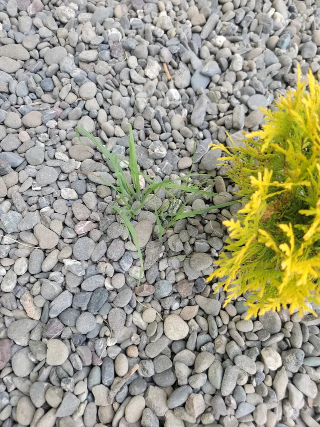 Emerald Roots Landscaping — customer photo 5
