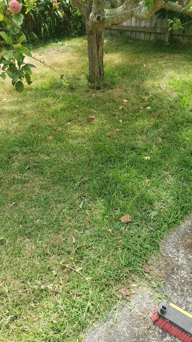 Emerald Roots Landscaping — customer photo 12
