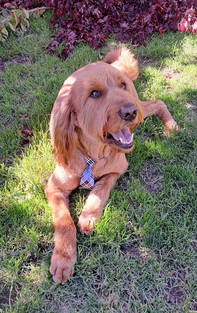 99 Problems But Groom'n Ain't 1 — customer photo 9