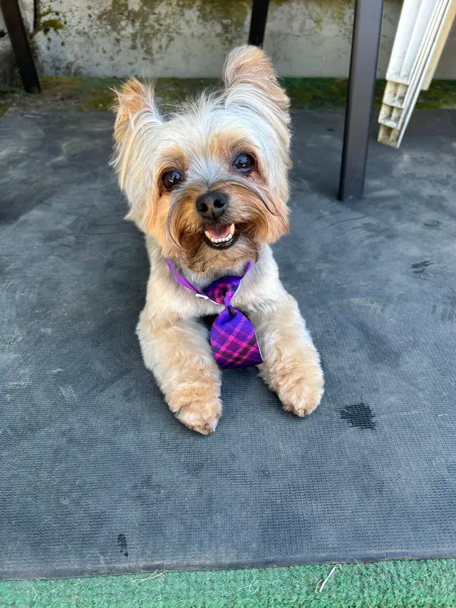 99 Problems But Groom'n Ain't 1 — customer photo 7