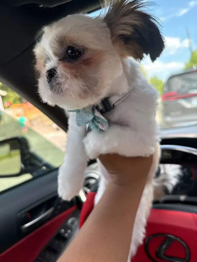 99 Problems But Groom'n Ain't 1 — customer photo 6
