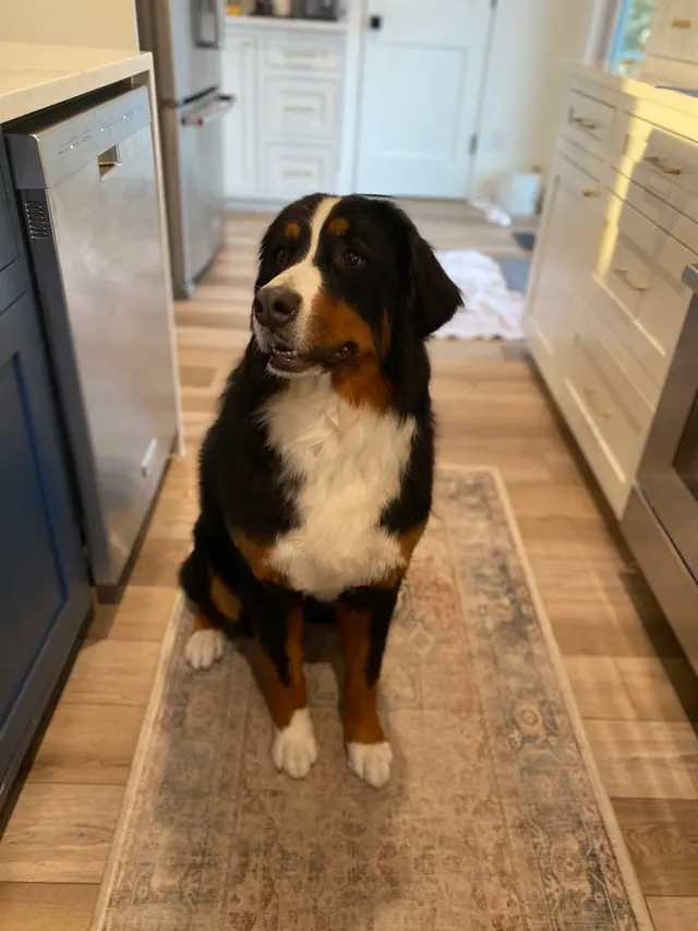 99 Problems But Groom'n Ain't 1 — customer photo 8