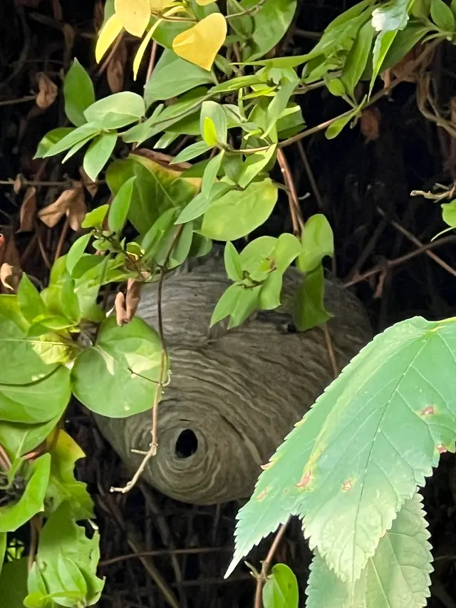 Tapout Termite & Pest Control — customer photo 7