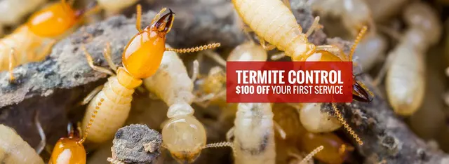 Tapout Termite & Pest Control — photo from the business 10
