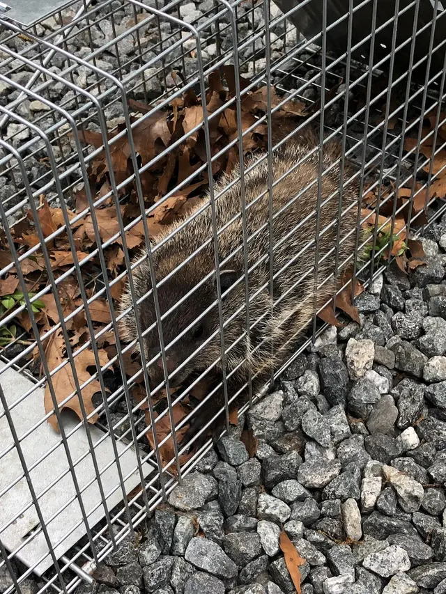 Universal Pest Control — photo from the business 8