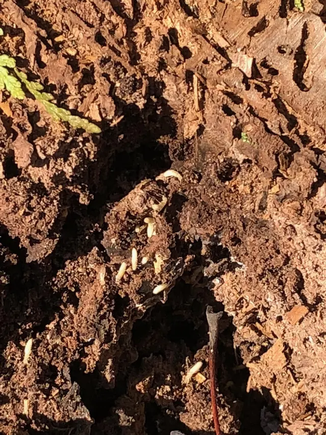 Universal Pest Control — photo from the business 10