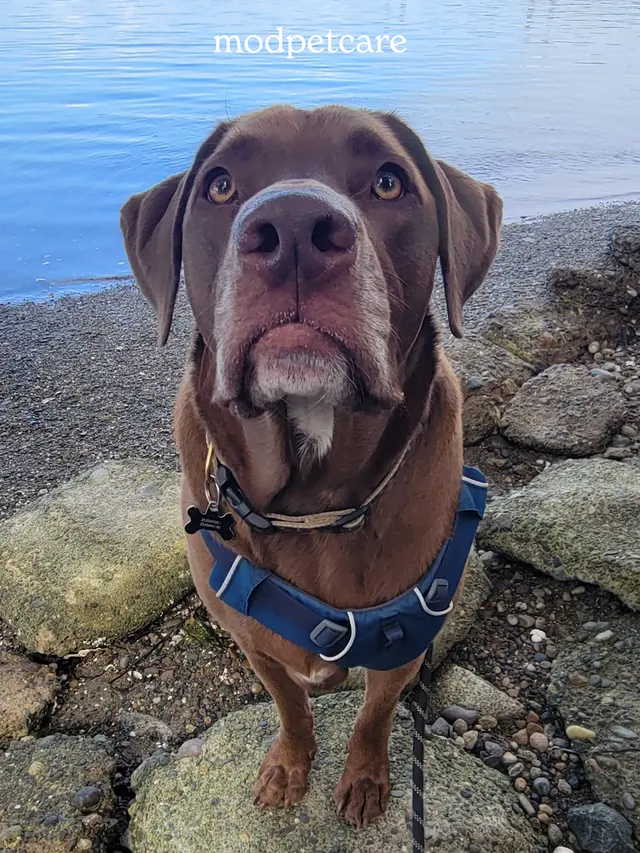 Modpetcare | Mobile Grooming, Dog Walking & Pet Sitting — photo from the business 3