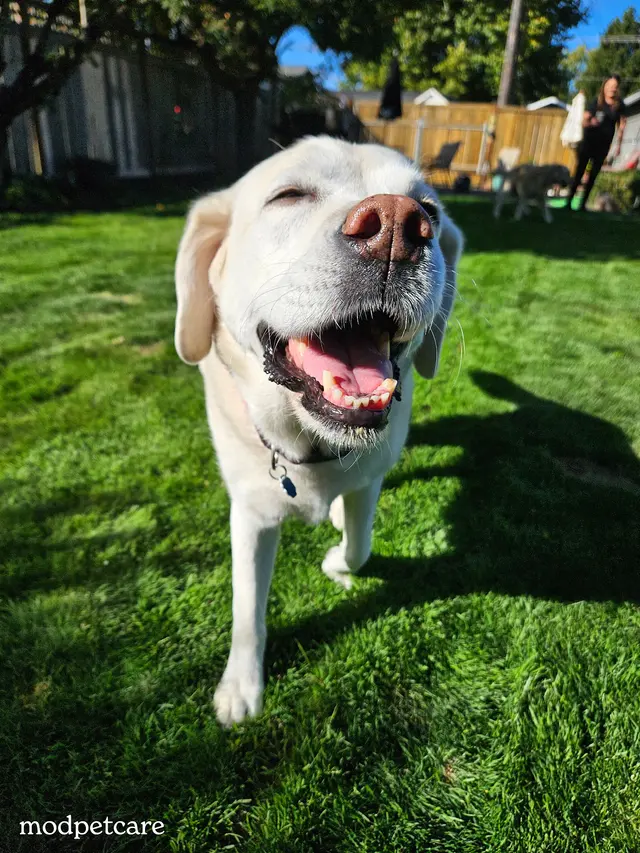 Modpetcare | Mobile Grooming, Dog Walking & Pet Sitting — photo from the business 5