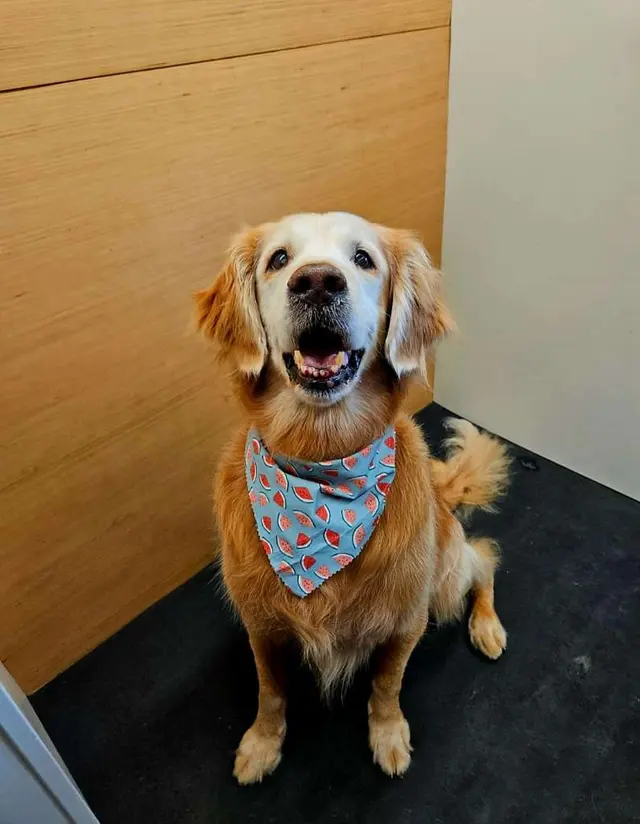 Modpetcare | Mobile Grooming, Dog Walking & Pet Sitting — customer photo 7