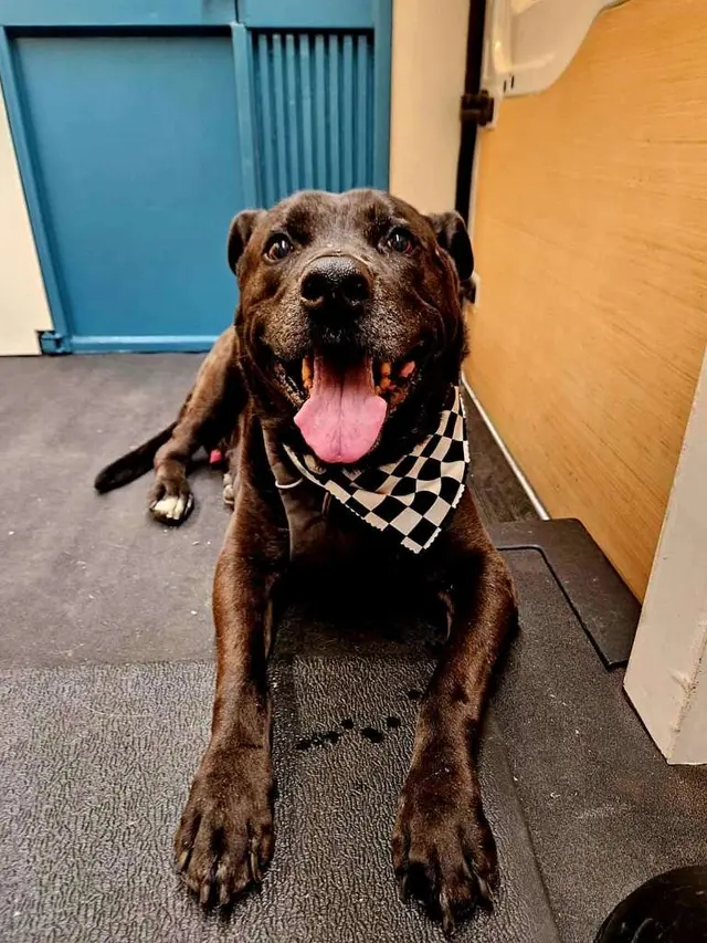Modpetcare | Mobile Grooming, Dog Walking & Pet Sitting — customer photo 11