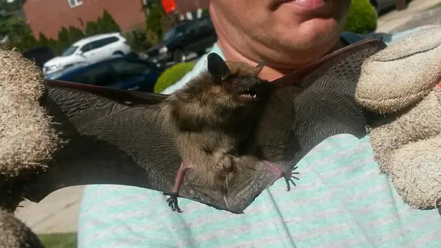 Superb Pest Control — photo from the business 10