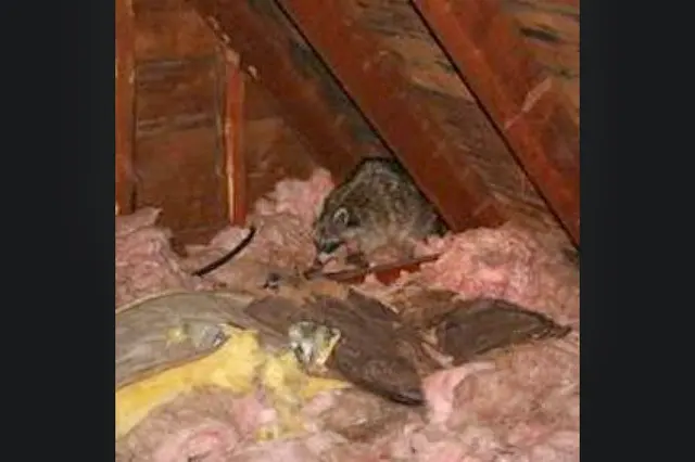 Superb Pest Control — photo from the business 7
