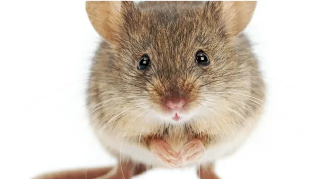 Superb Pest Control — photo from the business 1