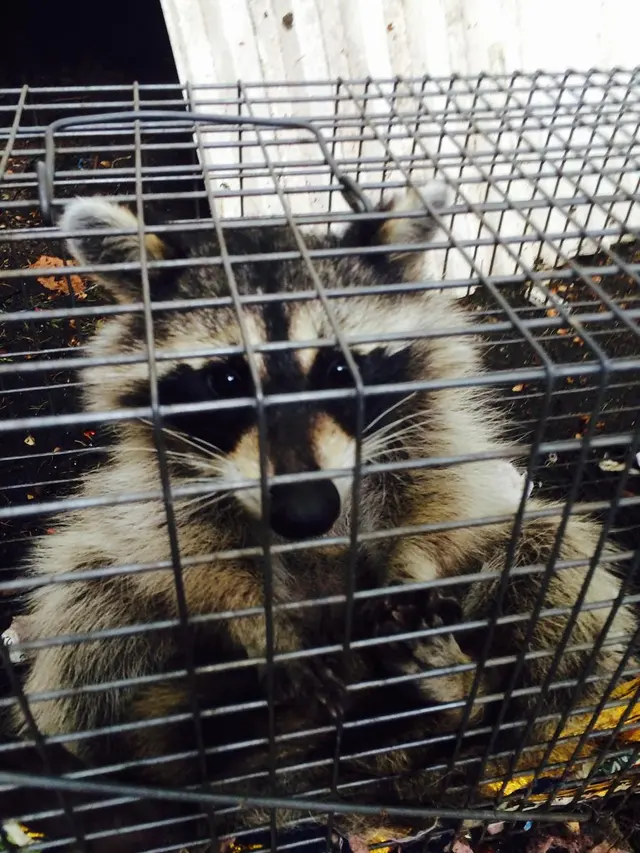 Superb Pest Control — photo from the business 2