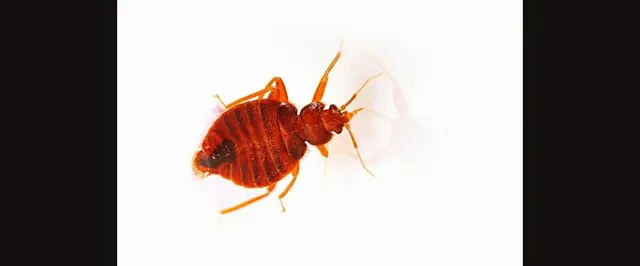 Superb Pest Control — photo from the business 6