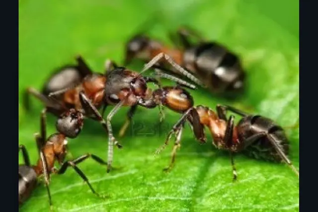 Superb Pest Control — photo from the business 5