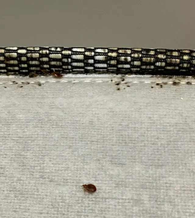 Proactive Pest Control — photo from the business 10