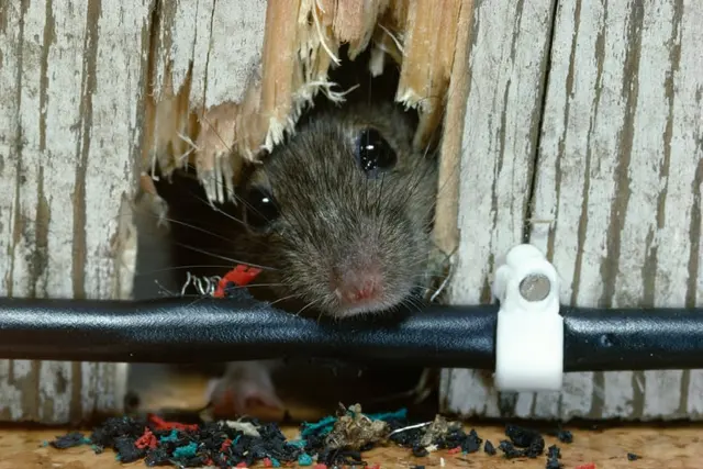 Proactive Pest Control — photo from the business 1