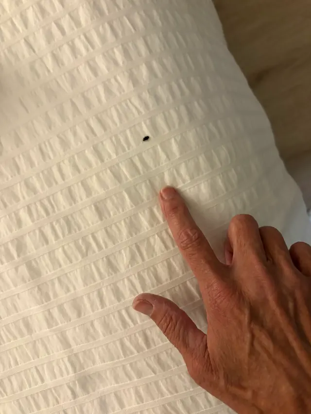 Customer photo of work by Proactive Pest Control, from Jo Cinter's review