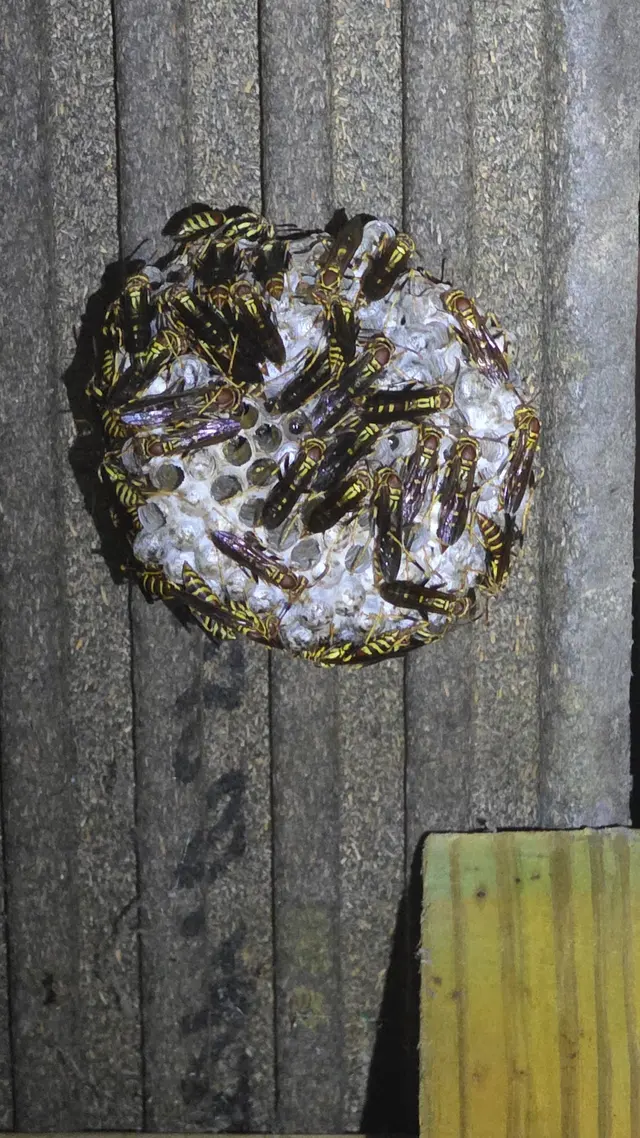 Proactive Pest Control — photo from the business 8