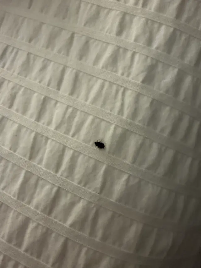 Customer photo of work by Proactive Pest Control, from Jo Cinter's review