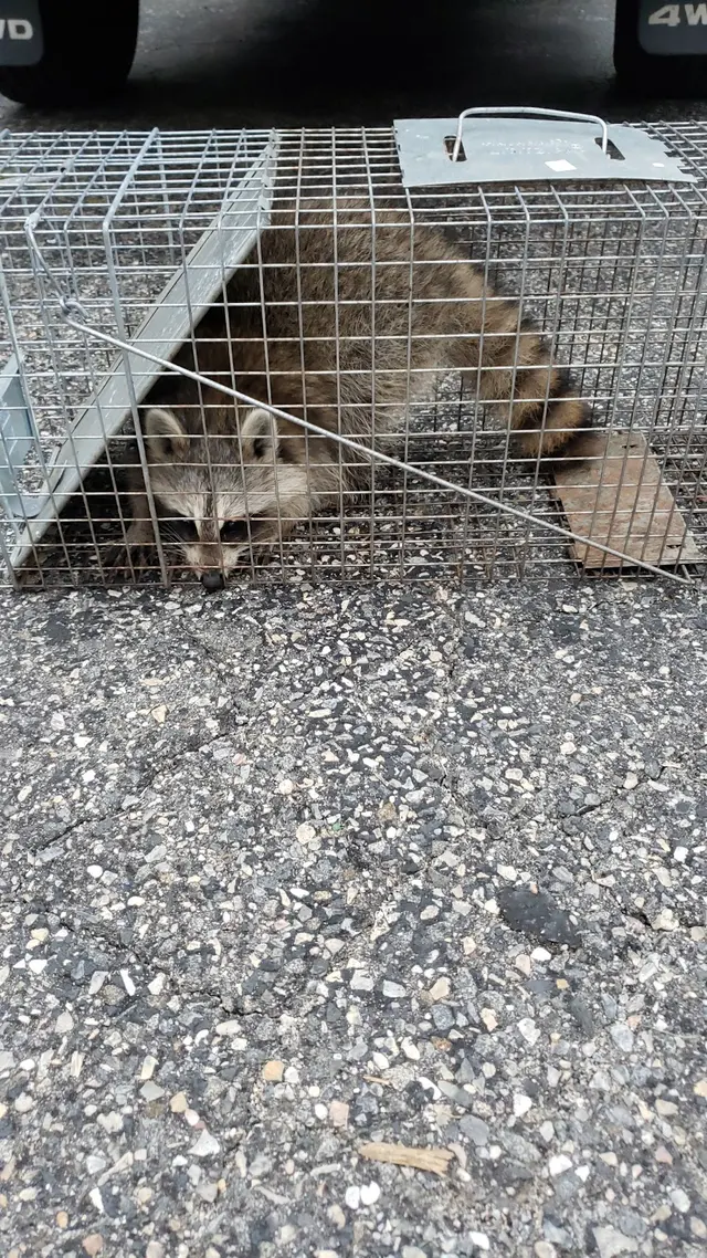 Proactive Pest Control — photo from the business 12