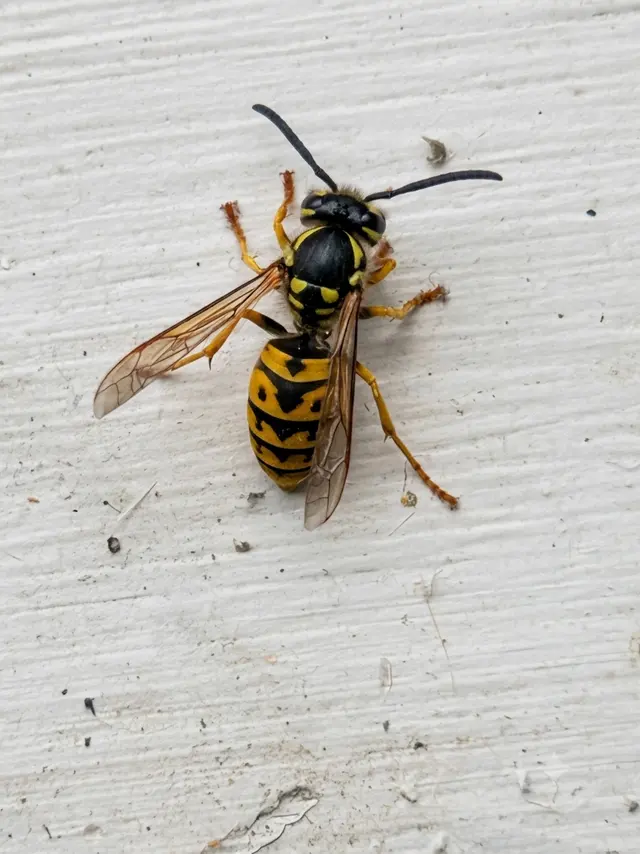 Environmina Pest Control LLC — photo from the business 3