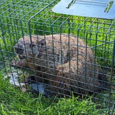 Environmina Pest Control LLC — photo from the business 8