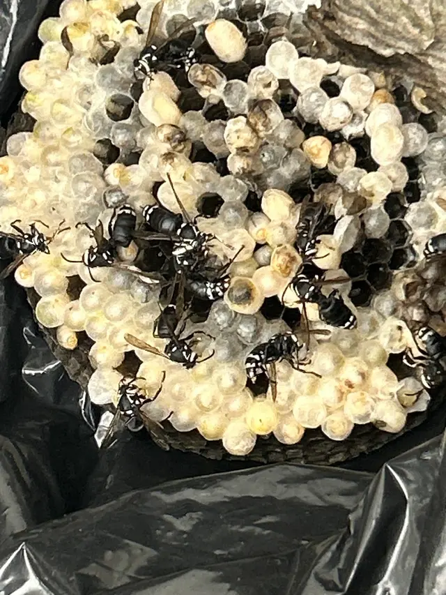 Environmina Pest Control LLC — photo from the business 9